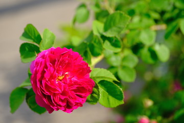 
Rose bud in a city park.
Floral background for web design.