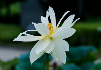 lotus bloom purity of heart