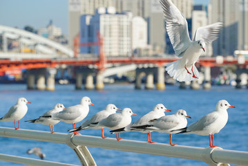 seagulls resting on the railing at harbour.Busan port in winter