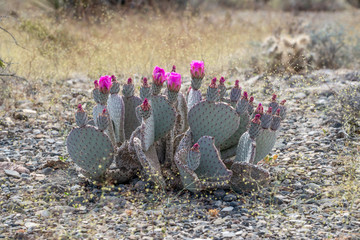 The pink flowers and spineless pads of beavertail prickleypear cactus (Opuntia basilaris)