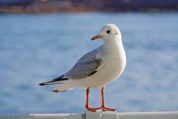 seagulls resting on the railing at harbour.Busan port in winter