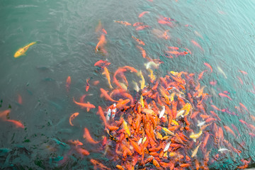 Fototapeta na wymiar koi fish swimming in the pond