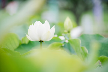 lotus bloom purity of heart