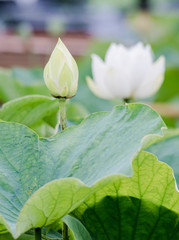 lotus bloom purity of heart
