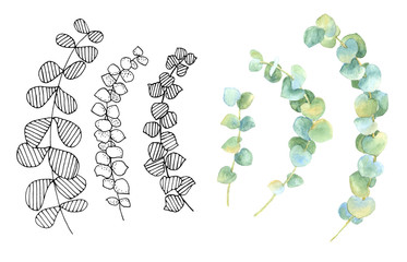 Set of watercolor eucalyptus and drawing eucalyptus. For wedding,invitations,quotes,logos,Birthday cards,lettering, fashion.