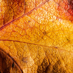 Detailed closeup of a real macro leaf texture