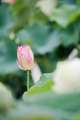 lotus bloom purity of heart