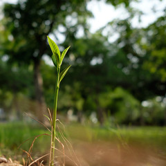 young green tree closeup nature background