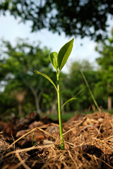 young green tree closeup nature background