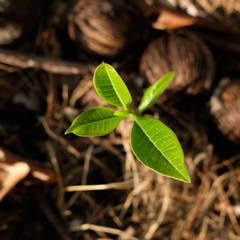 Obraz premium young green tree closeup nature background