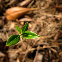 young green tree closeup nature background