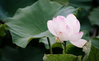 lotus bloom purity of heart