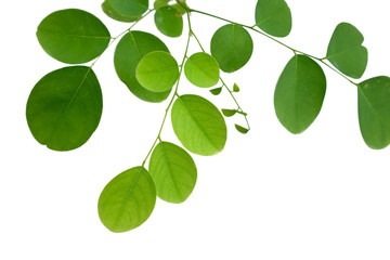 green tree leaf isolated on white background
