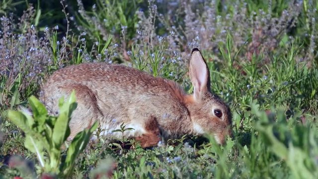 Wildkaninchen (Oryctolagus cuniculus)