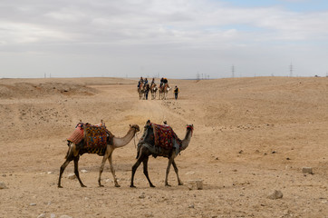 Tourists riding camels to travel to Giza Egypt morning, December 8, 2020.