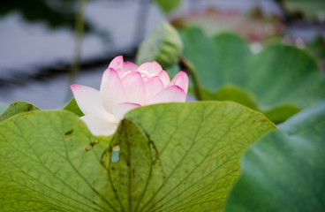 lotus bloom purity of heart
