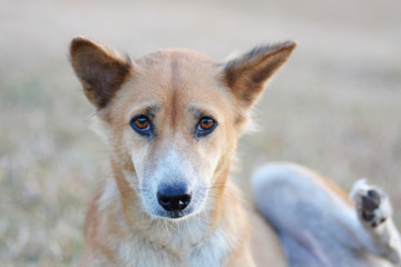 Brown dog look at the camera