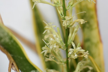  Bowstring Hemp flowers closeup on tree