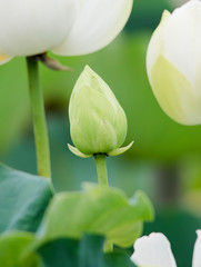 Plakat lotus bloom purity of heart