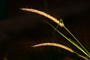 grass flowers with sunlight