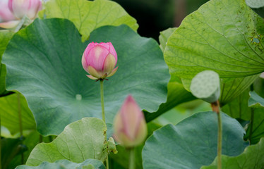 lotus bloom purity of heart