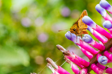 Moth