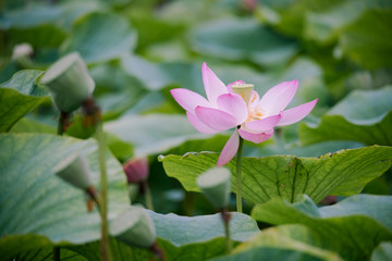 lotus bloom purity of heart