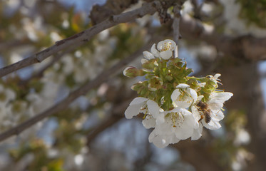 Bee collecting nectar on cherry flowers