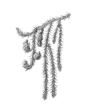 Rimu Tree Pencil Illustration Isolated on White with Clipping Path