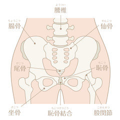 人間の体（骨盤）文字あり_カラー