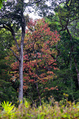 Fototapeta premium trees in the forest