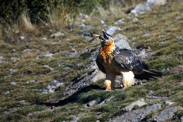 The bearded vulture (Gypaetus barbatus), also known as the lammergeier or ossifrage on the feeder. Adult bird scavenger on meadow with bone.