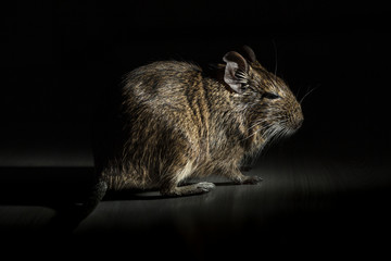 Rodent Degu (Chilean squirrel) stands in the dark, he is illuminated by a bright light. Topics of animals and rodents pests
