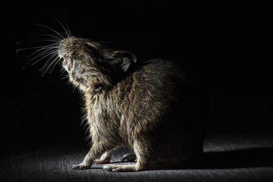 Rodent Degu (Chilean squirrel) stands in the dark, he is illuminated by a bright light. Topics of animals and rodents pests