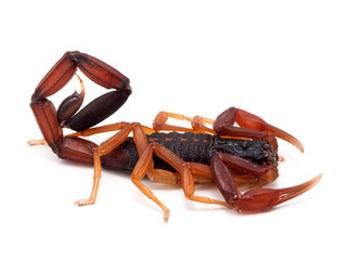 P1010133 Centruroides gracilis, Florida bark scorpion, isolated cECP 2020