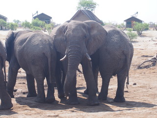 A herd of African elephants came to drink water, Campsite, Elephant Sands Lodge, Kasane, Nata, Botswana