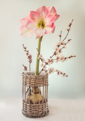 Hippeastrum (amaryllis) Galaxy Group 