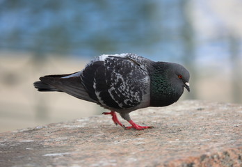 Urban dove is sitting on the granite fence