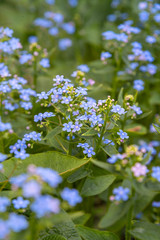Forget-me-not. Myosotis blue flowers