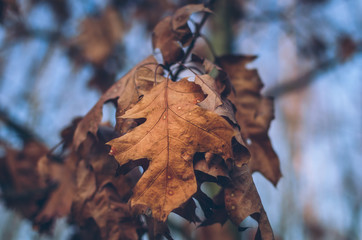 Autumn leaves found in the park during a walk