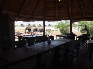 African elephant view from the restaurant, Campsite, Elephant Sands Lodge, Kasane, Nata, Botswana