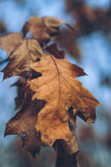 Autumn leaves found in the park during a walk