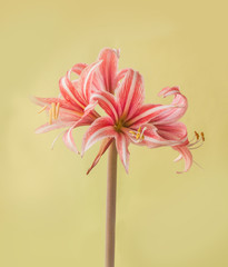 Hippeastrum (Amaryllis ) Butterfly Group "Sweet Lilian"  on  gold background