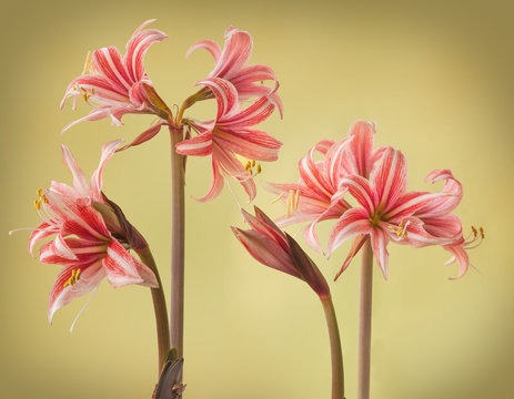 Hippeastrum (Amaryllis ) Butterfly Group "Sweet Lilian"  on  gold background