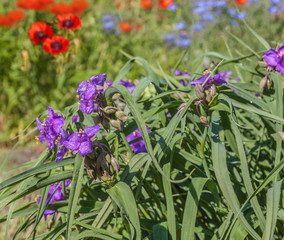 Naklejka premium Tradescantia and Papaver orientale (Oriental poppy) and decorative blue Linum perenne on summer flowerbed