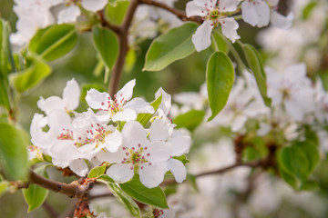 Fototapeta na wymiar Blooming branch of pear tree