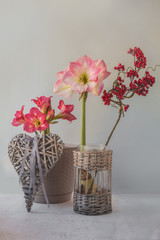 Blooming hippeastrum (amaryllis) on a gray background