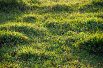 grass green Incident light background