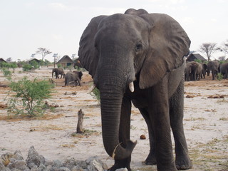 Fototapeta na wymiar African elephant walking around the shower looking for a water fountain, Campsite, Elephant Sands Lodge, Kasane, Nata, Botswana