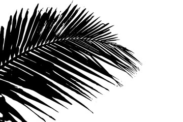 Obraz premium Grunge silhouette palm tree leaf. Black and white vector illustration.